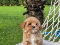 Mükemmel Kalitede Maltipoo Bebeklerimiz