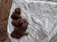 Toy poodle yavrularımız rezerve açık