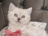 Sevecen Bir British Shorthair Kız