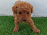 POODLE YAVRULARIMIZ