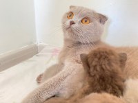 Tüm aşıları mevcut pasaport çip 1 yaşında scottish fold