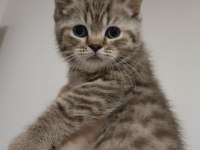 Tüm eğitimleri verilmiştir scottish fold