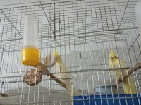 Lutino takım bir kez yavru alındı sağlıklı kuşlar