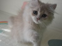 Safkan British Longhair Yavrular