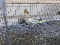 2 Aylık erkek sultan papağanı