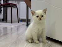 British shorthair ve scottish fold