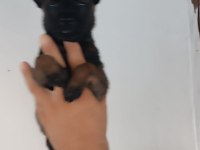 Belçika malinois dişi erkek