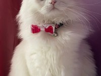British longhair oğlumuza gelin adayı arıyoruz