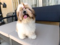 EŞSİZ SHİH TZU YAVRULARIMIZ YENİ YUVALARINI ARIYOR