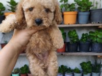 Erkek poodle
