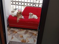 Pekinez 6 aylık