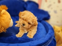 Tea cup ve 0 numara maltipoo yavrular