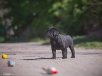 Fci Şecereli Labrador Retriever