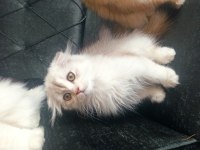 Dişi scottish fold longhair 3.5 aylık