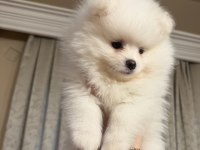 Aile Yanında Büyüyen Safkan Pomeranian Yavrular