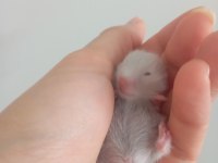 Hamster yavrular