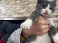Çok tatlı sevimli bir kediyim