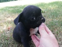 ırk harikası küt burun french bulldog