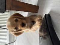Oyuncu erkek yavrumuz cavalier king charles