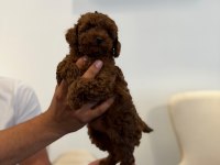 Irk Garantili Ve Sağlıklı Safkan Toy Poodle Yavruları