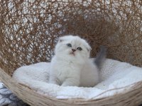 British shorthair 55 günlük
