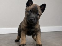 Profesyonel Üretimden Belçika Malinois Yavruları