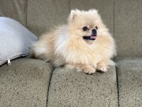 Pomeranian show class 