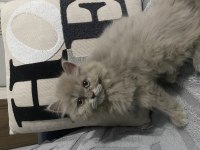 2 aylık lilac dişi scottish yavrum