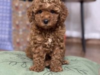 SAFKAN KIVIR KIVIR TO POODLE YAVRULAR