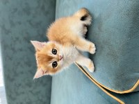 2 aylık dünya tatlısı british shorthair bebekler
