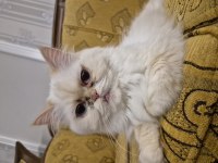 Kedimiz nova ömürlük yuvasını arıyor