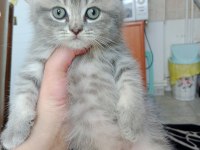 Sevimli scottish straight ve scottish fold kardeşler