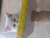 Albino siyam kedisi nadir 3 aylık