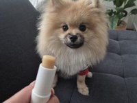 Pasaportlu aşıları tam pomeranian yavrumuz