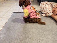 Toy poodle bebişler