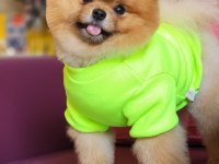 Efsane 1.5 yaşında pomeranian erkek izmir