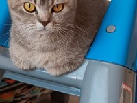 Ücretsiz sahiplendirilecektir british shorthair