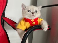 Pamuk tüylü blue point scottish fold