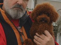 Sevginin en zarif hali toypoodle yavruları