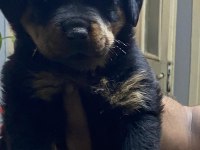Macar koca kafa rotweiller yavrular