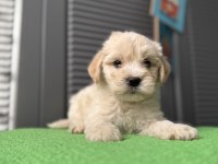 İpek gibi maltipoo