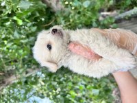 Terrier Yavrularımız Bursa Türkiye Tüm İller