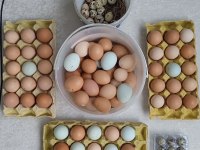 KULUÇKALIK YUMURTA