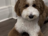 Tüy dökmez antialerjik labradoodle yavruları