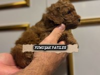 KOYU KIZIL POODLE