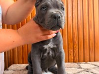 Cane Corso Türünün En İyilerinden