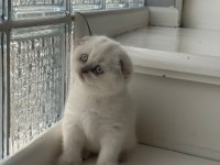 Yeni doğmuş minik british shorthair yavrular