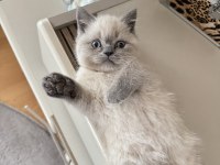 Safkan british shorthair blue point