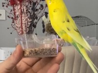 Kafesiyle beraber ele yabancı değil eğitilebilir kuşumuz