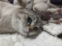1 Buçuk Yaşında Erkek British Shorthair